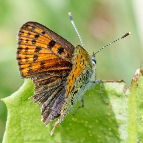 Lycaena tityrus